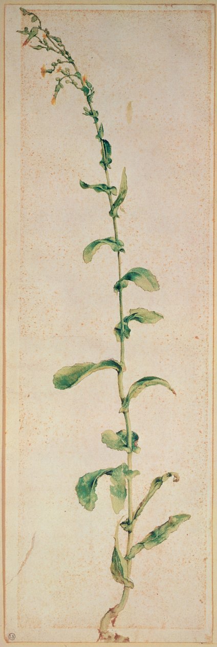 Uma planta de tabaco de Albrecht Dürer
