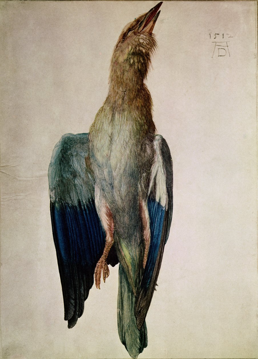 Blue Crow, 1512 (banheiro e guache em pergaminho) de Albrecht Dürer