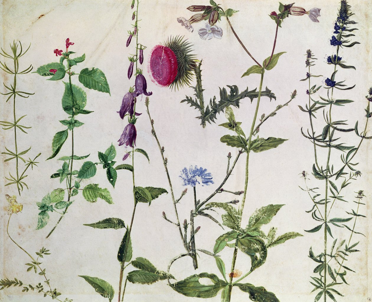 Oito estudos de flores silvestres de Albrecht Dürer