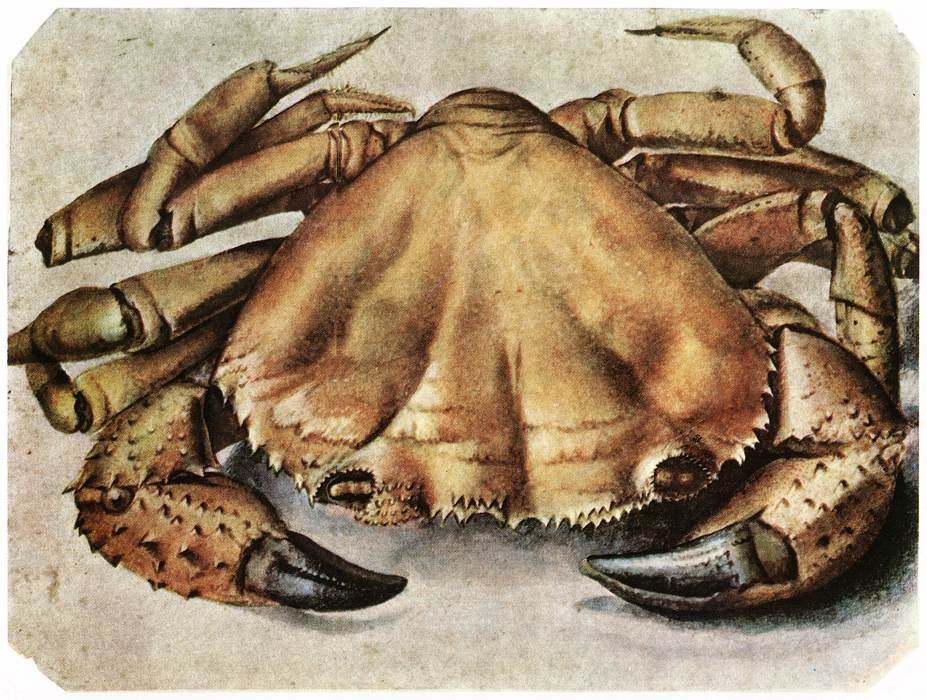 câncer de Albrecht Dürer
