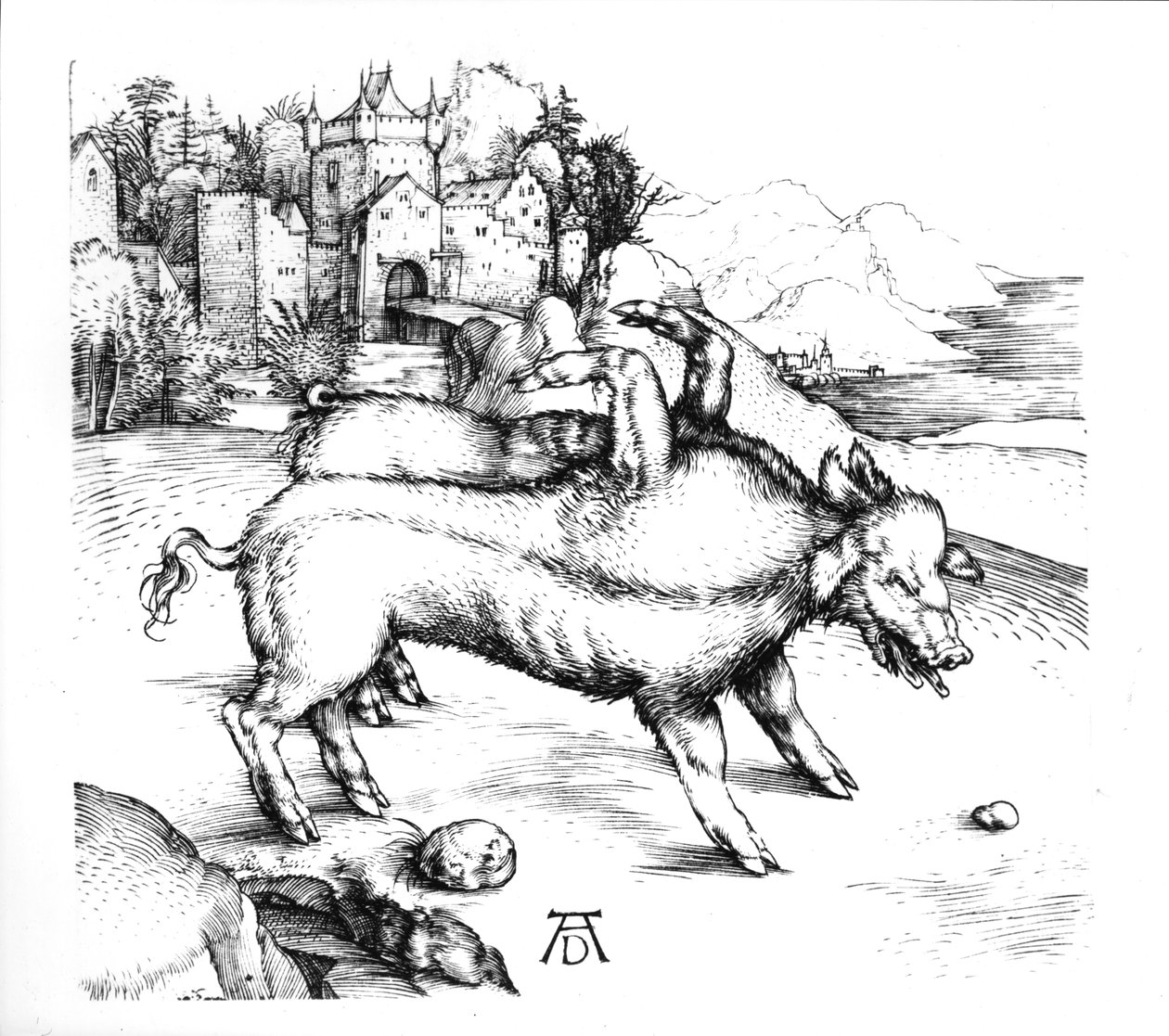 Porco monstruoso de Albrecht Dürer