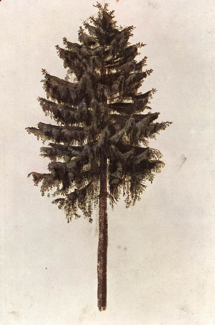 Picea abies árvore de Albrecht Dürer