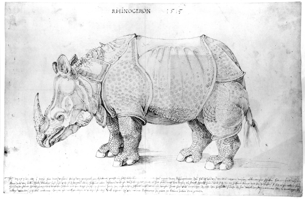 Rinoceronte, 1515 de Albrecht Dürer