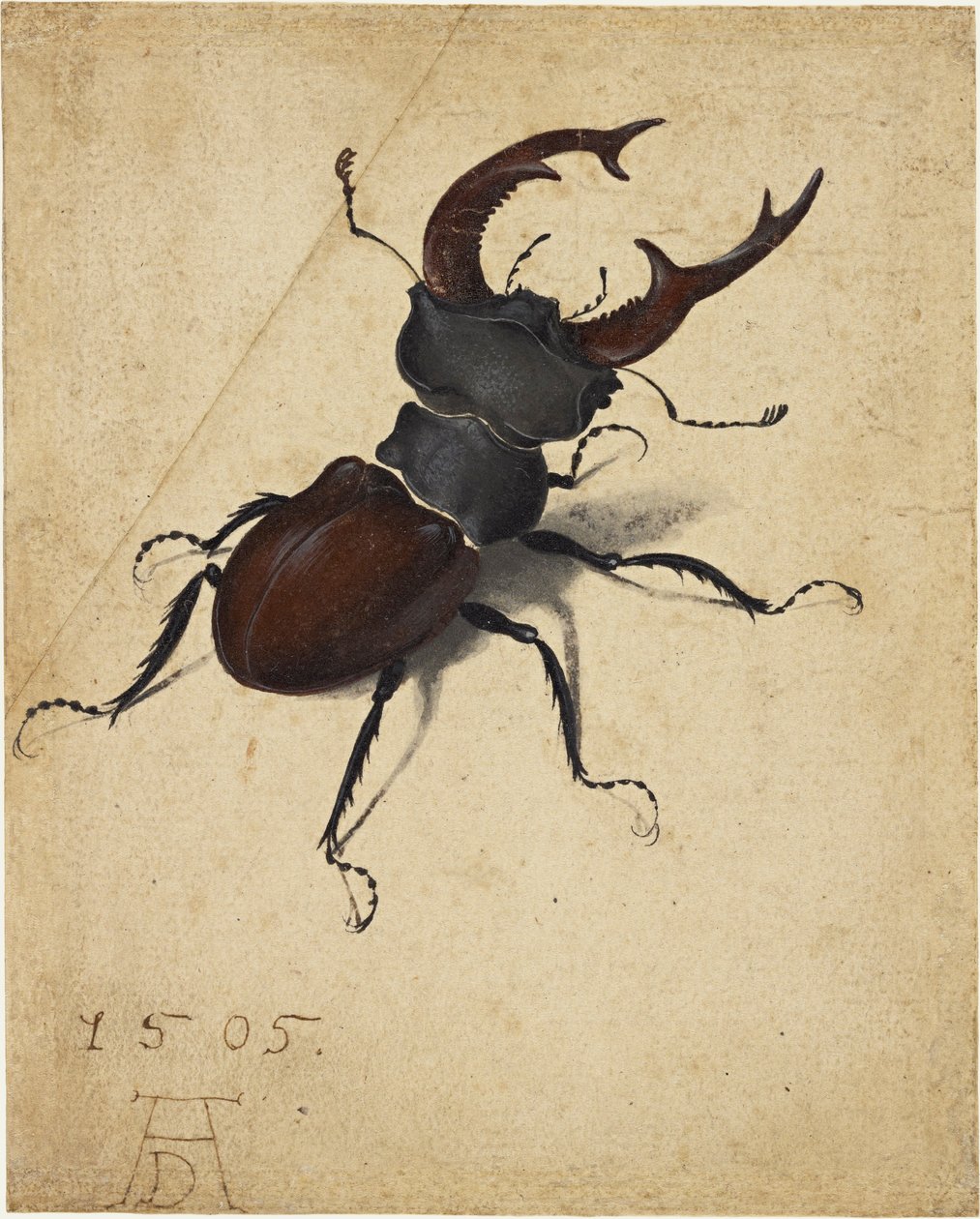 Besouro de veado de Albrecht Dürer