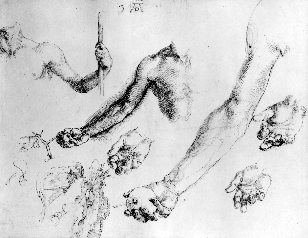 Estudos para o braço de Adão, 1504 de Albrecht Dürer