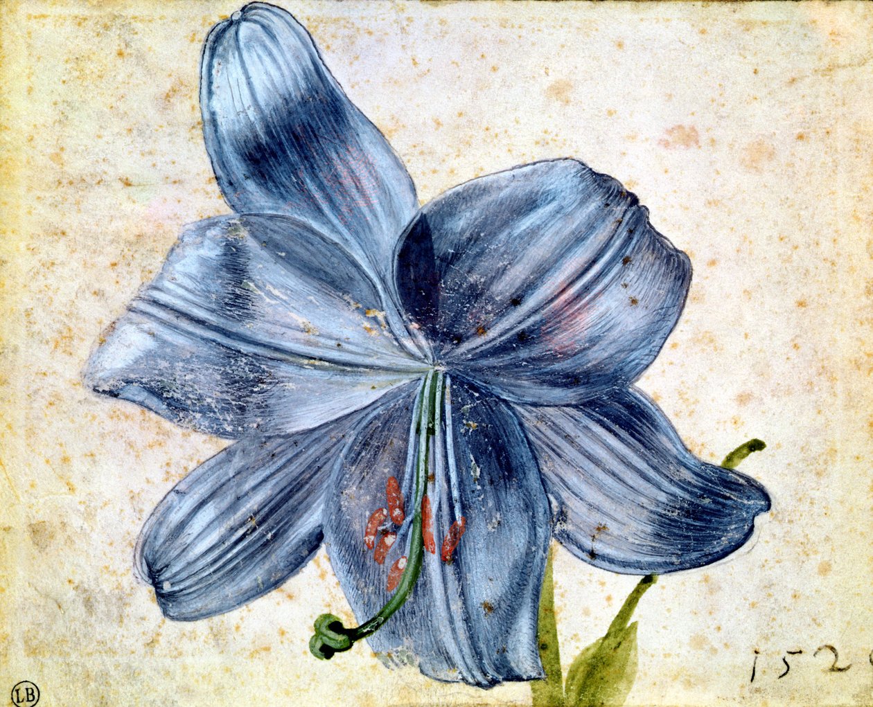 Estudo de um lírio, 1526 (wc no papel) de Albrecht Dürer