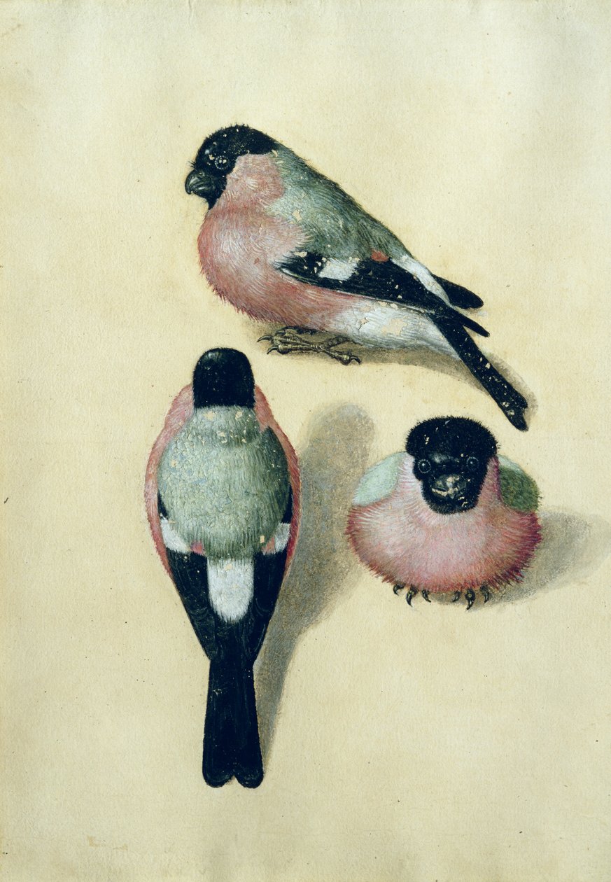 Três estudos de um bullfinch (wc e guache sobre papel) de Albrecht Dürer