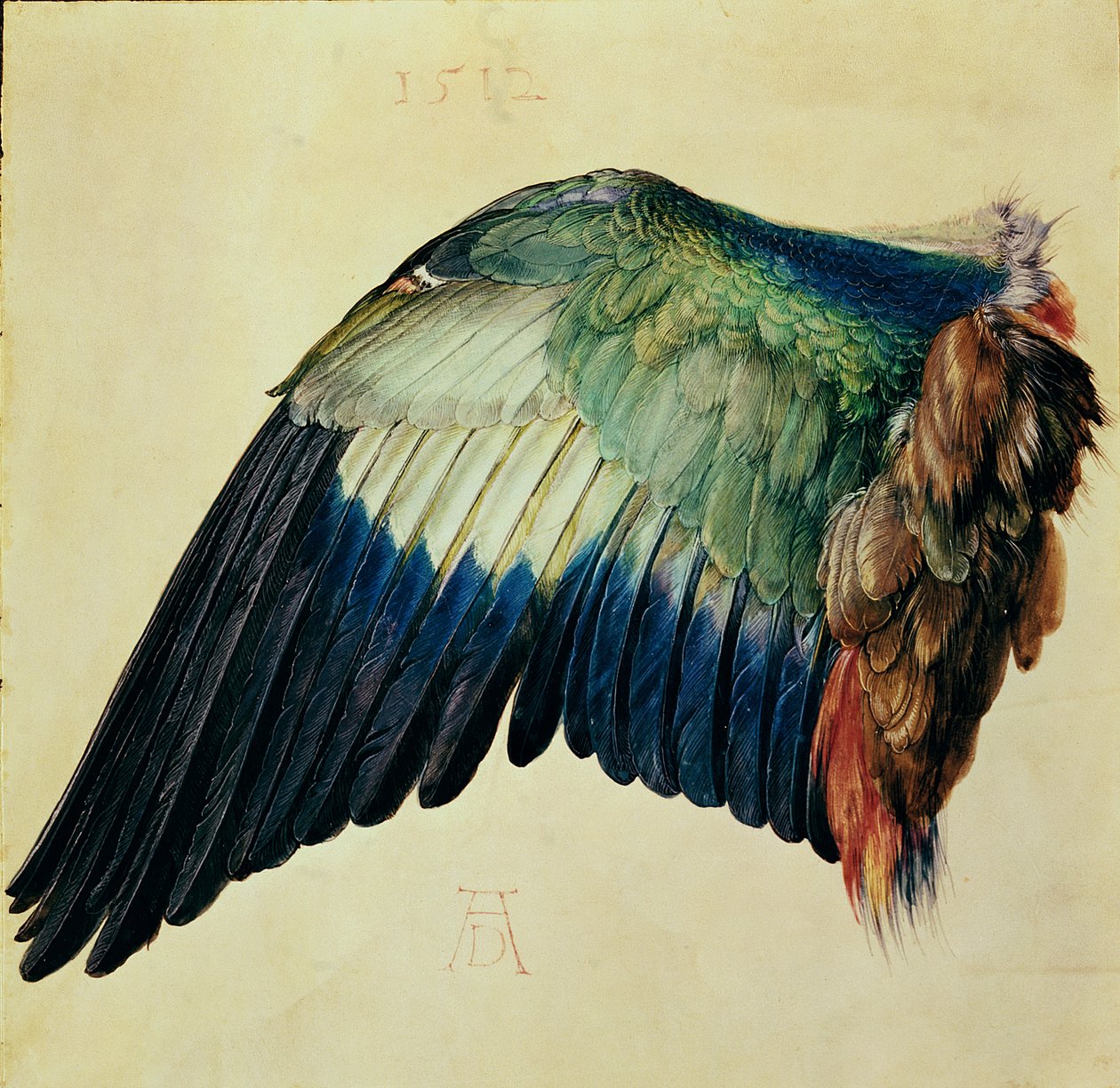 Asa de um Rolo Azul, 1512 (wc em velino com ouro) de Albrecht Dürer