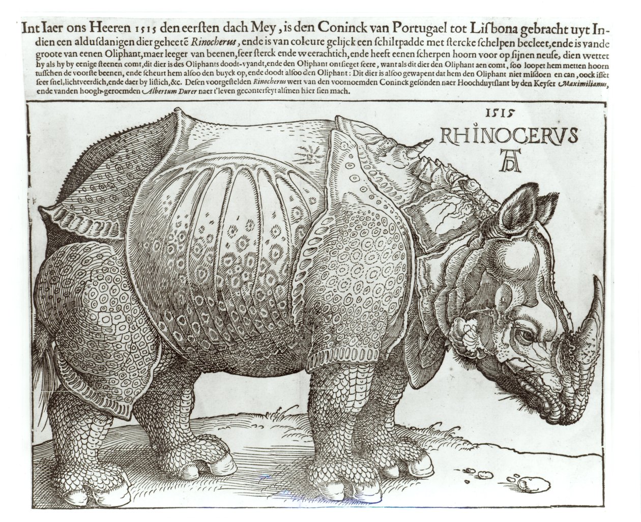 Rinoceronte, impresso dado a Maximiliano I (1459-1519) pelo rei de Lisboa (1495-1521), 1515 de Albrecht Dürer