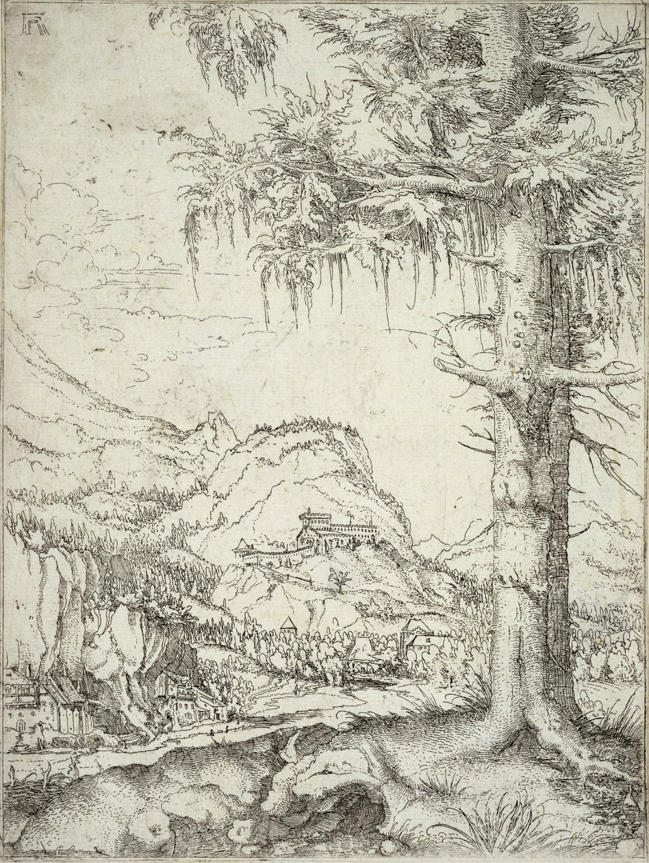 O grande abeto, c.1520 de Albrecht Altdorfer