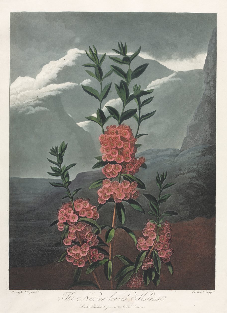 O Templo da Flora, ou Jardim da Natureza: A Kalmia de Folhas Estreitas de Albrecht Altdorfer