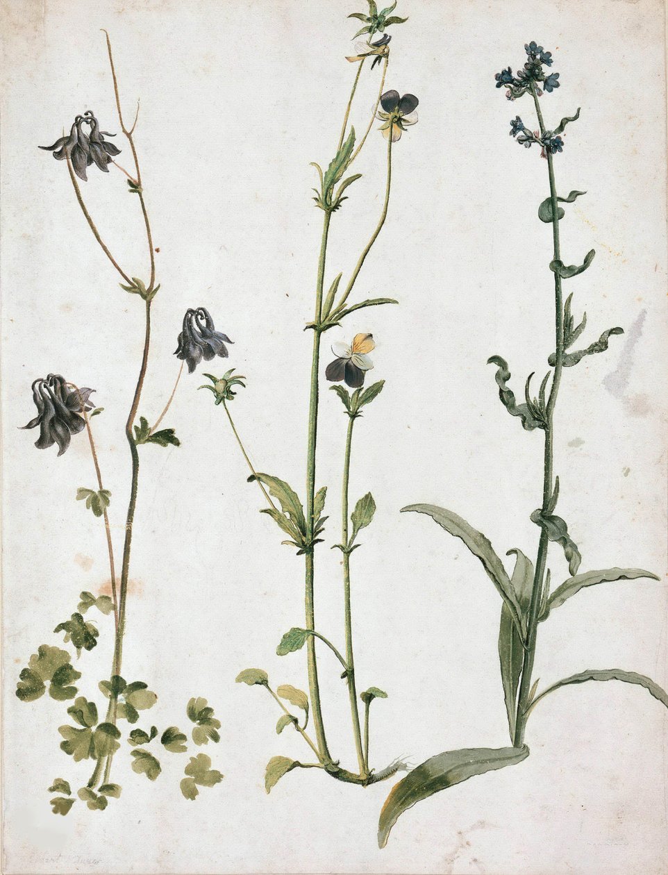 Colombinas, amores-perfeitos e língua de boi, primeiro trimestre do séc.. de Albrecht Dürer