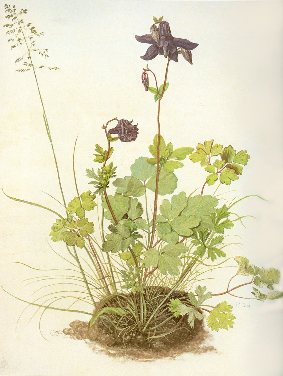 Albrecht D Columbine de Albrecht Dürer
