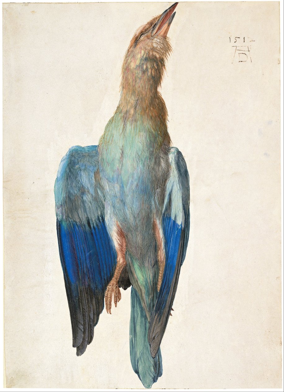 Alemão austríaco: Tote Blauracke Pássaro azul morto de Albrecht Dürer