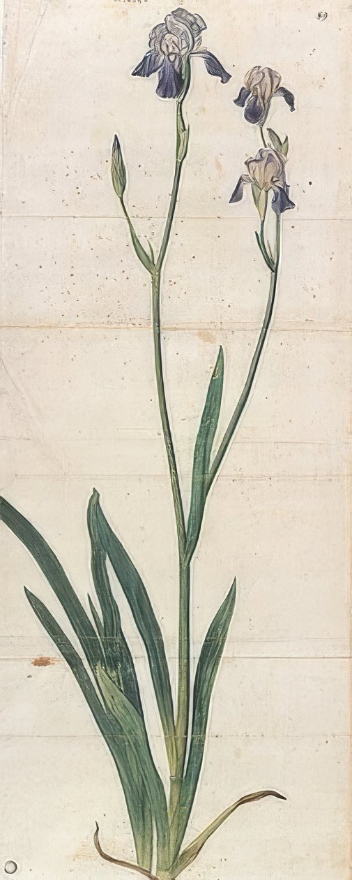 Íris de florescência azul - Iris Germanica (Iris Trojana). Por volta de 1503 de Albrecht Dürer