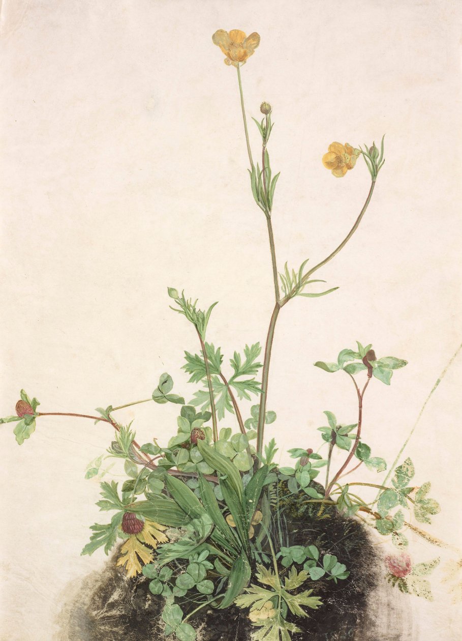 Buttercups, trevo vermelho e banana, 1526. de Albrecht Dürer