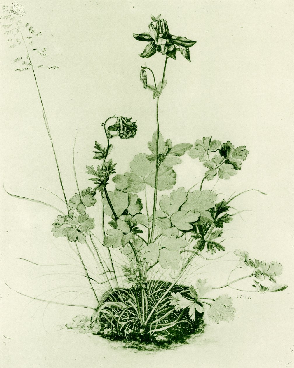 Aquilégia de Albrecht Dürer