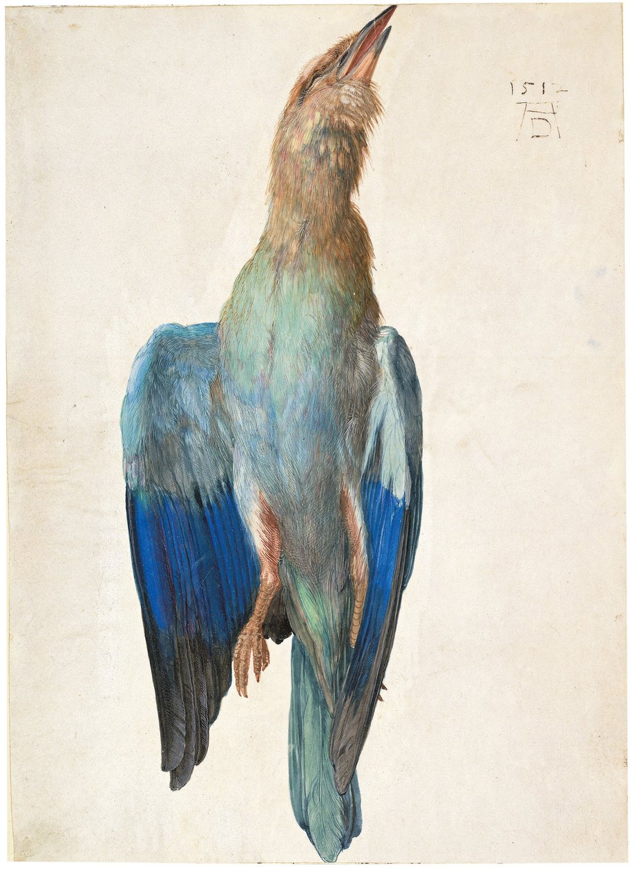 Rolo azul morto, 1500 ou 1512 de Albrecht Dürer