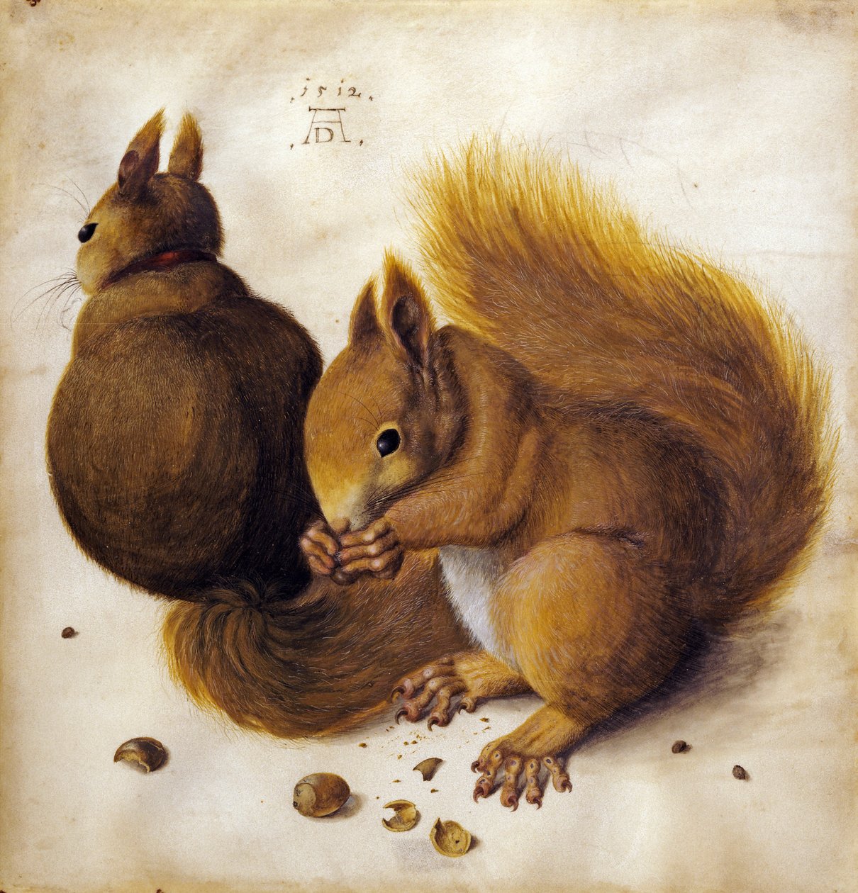 Esquilo de Albrecht Dürer