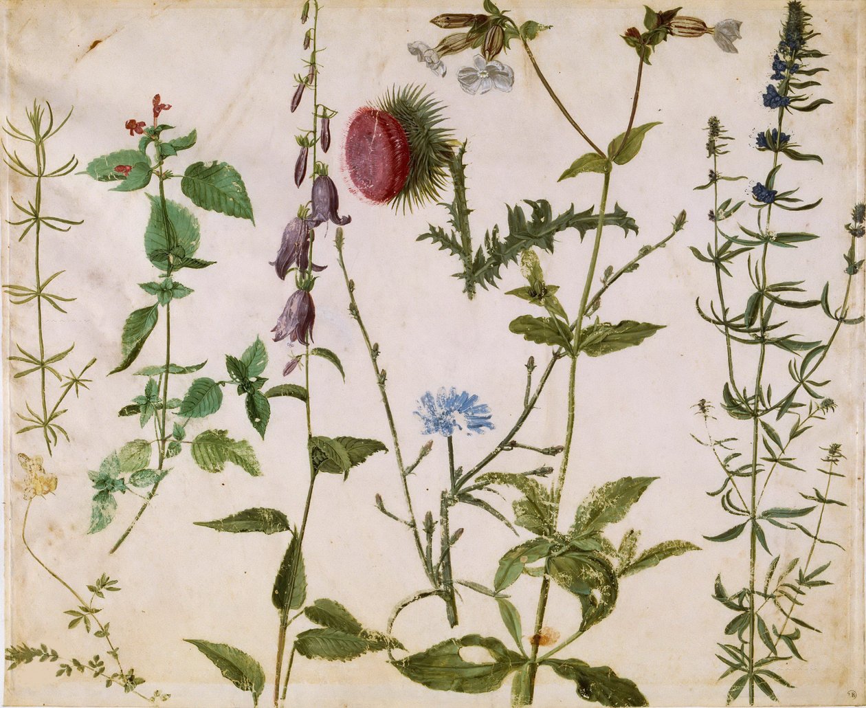 Oito Estudos de Flores Silvestres, ca 1515-1520. de Albrecht Dürer