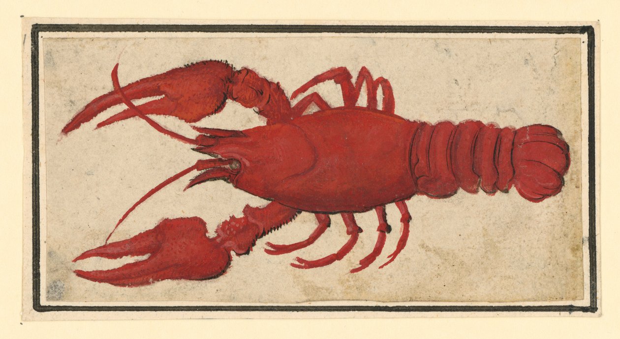 Lagostim cozido, virado para a esquerda de Albrecht Dürer