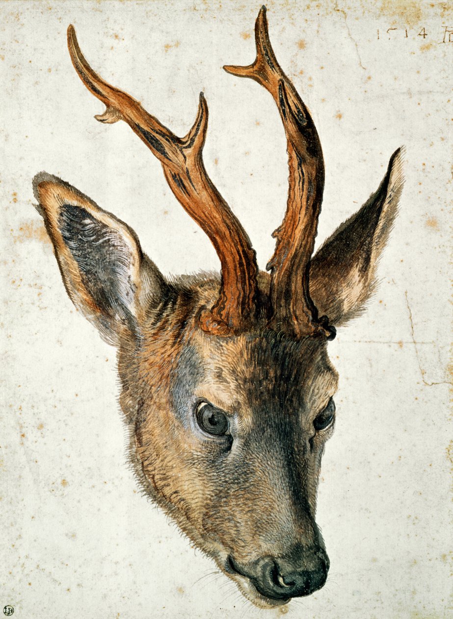 Cabeça de veado (caneta e tinta no papel) de Albrecht Dürer