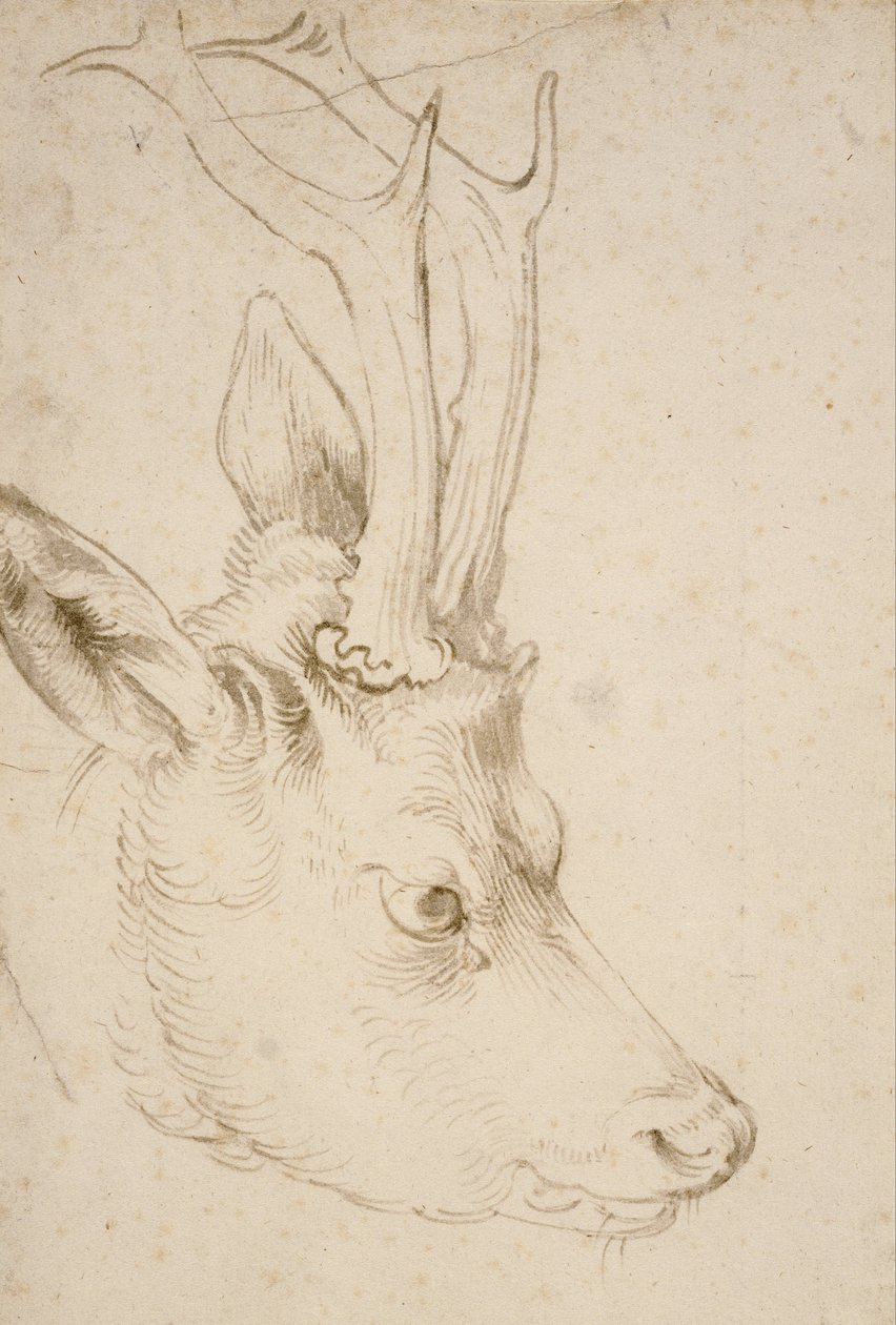 Cabeça de um Roebuck de Albrecht Dürer