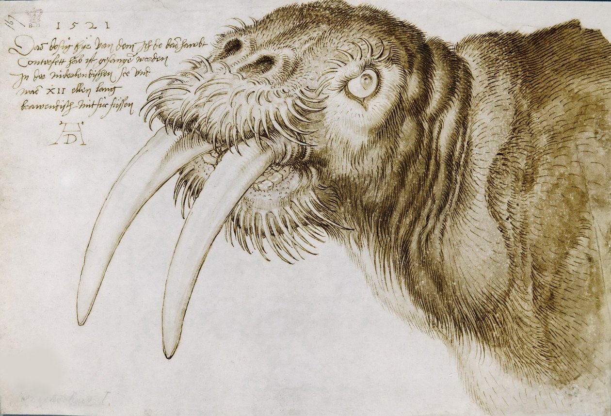 Cabeça de uma morsa, 1521. de Albrecht Dürer