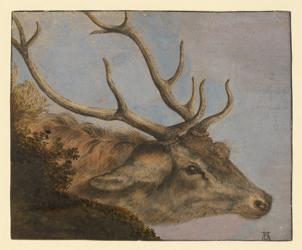 Cabeça de veado de Albrecht Dürer