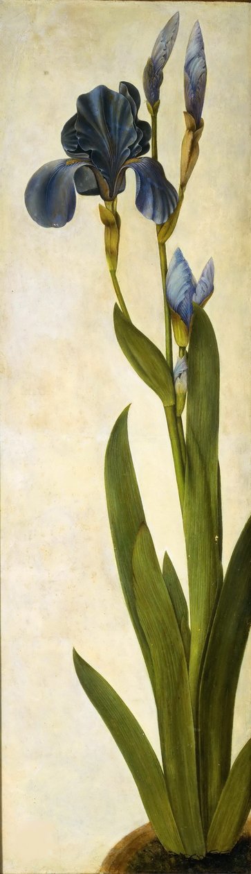 Iris troiana, ca 1505-1508. de Albrecht Dürer
