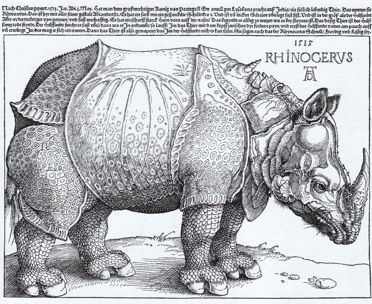 Latim:  Rhinocerus O Rinoceronte de Albrecht Dürer