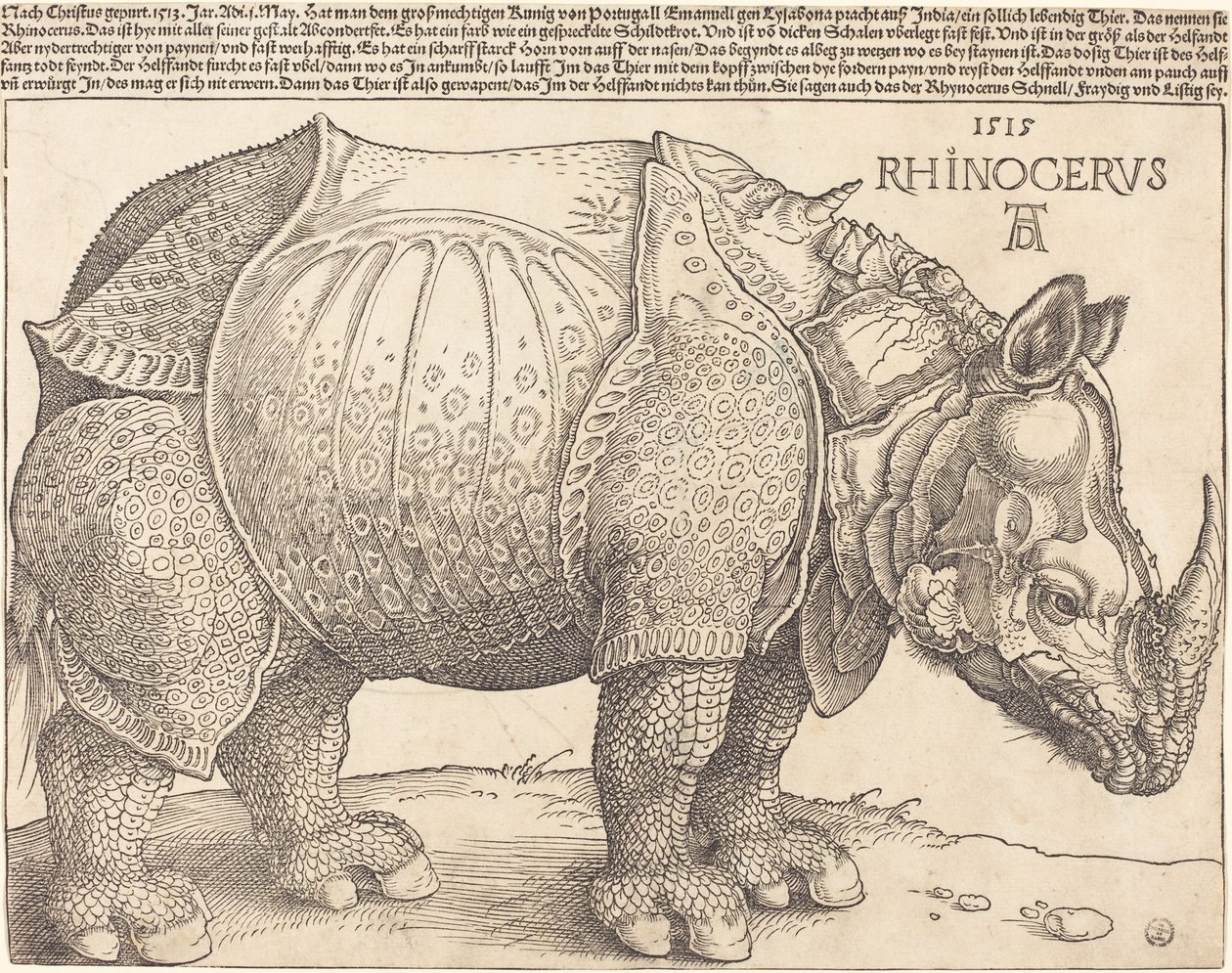 Latim:  Rhinocerus O Rinoceronte de Albrecht Dürer