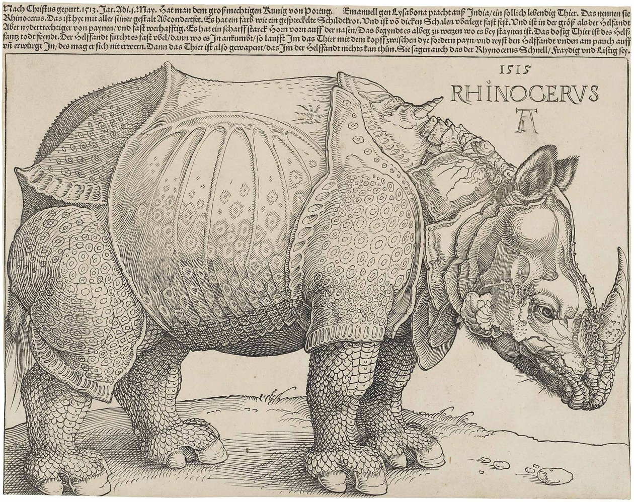 Latim:  Rhinocerus O Rinoceronte de Albrecht Dürer