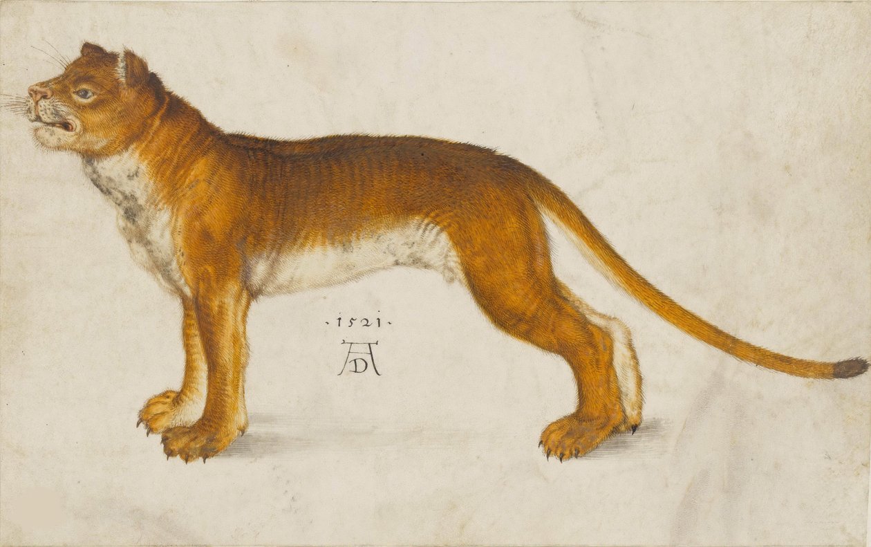 Leoa, 1521. de Albrecht Dürer