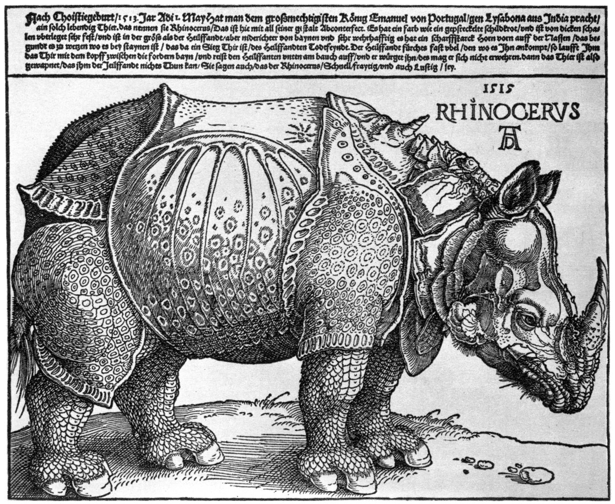 Rinoceronte, impressão dada a Maximiliano I pelo rei de Lisboa, 1515, 1936 de Albrecht Dürer