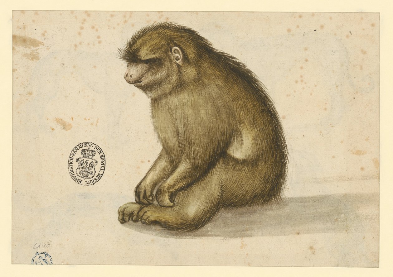 Macaco sentado de Albrecht Dürer