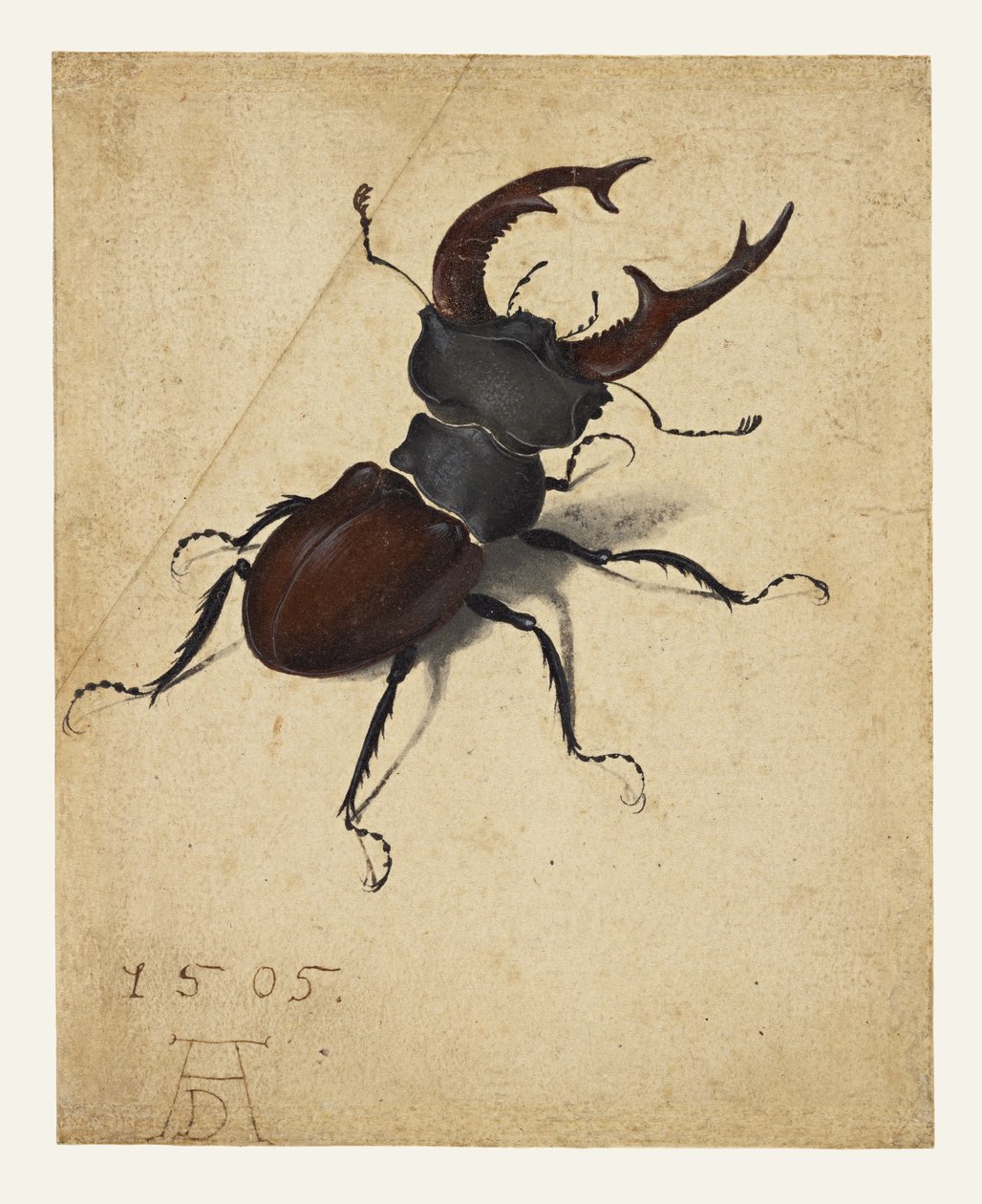 Escaravelho-veado de Albrecht Dürer