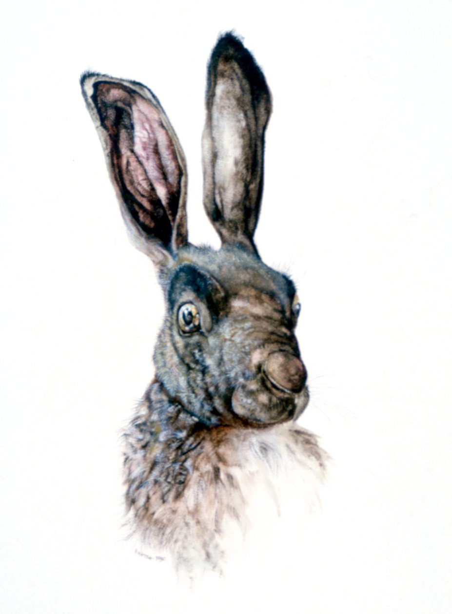 Estudo de uma lebre, 1502 de Albrecht Dürer