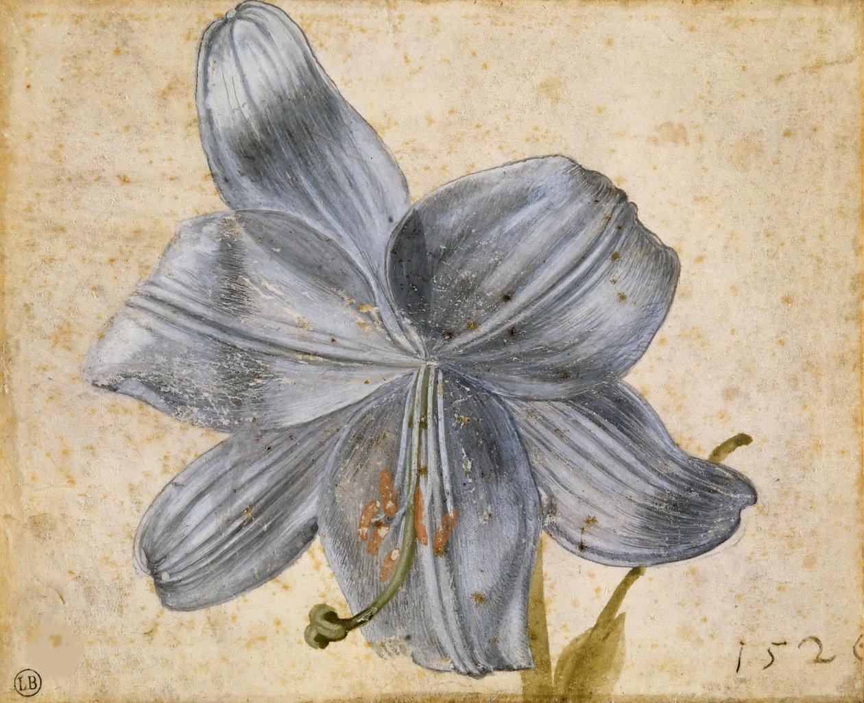 Estudo de um lírio, 1526. de Albrecht Dürer