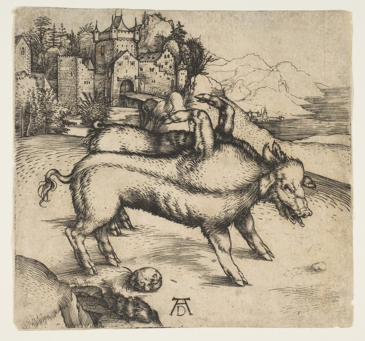 O Porco Monstruoso de Landser, ca. 1496 de Albrecht Dürer