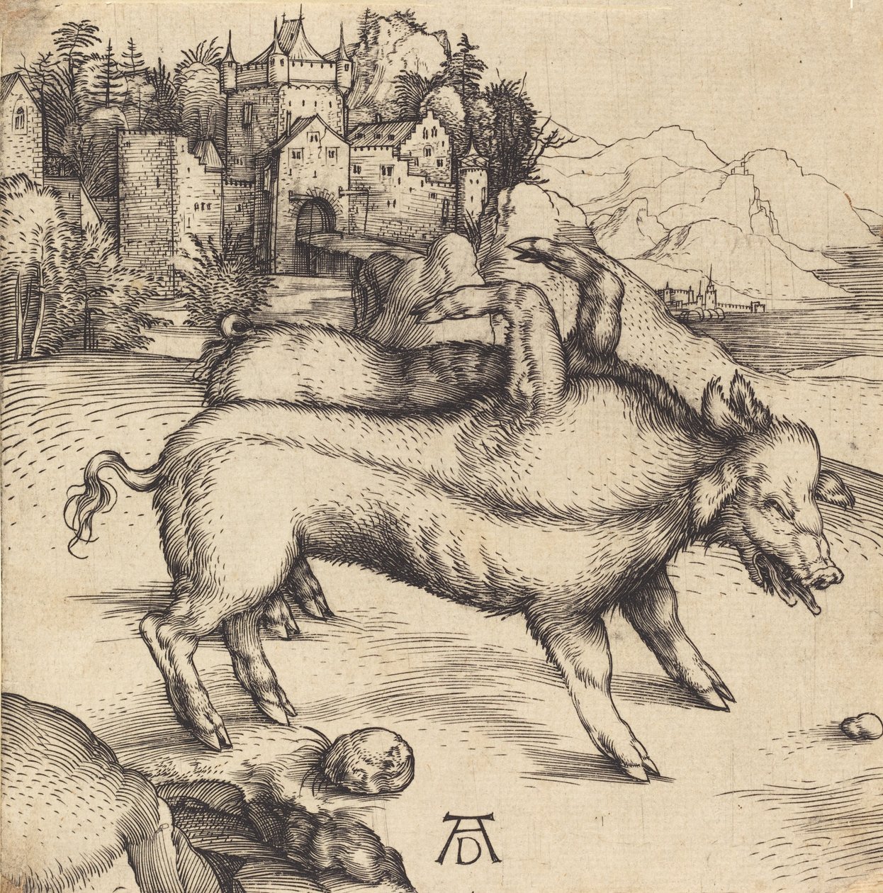 O Porco Monstruoso de Landser, provavelmente 1496. de Albrecht Dürer