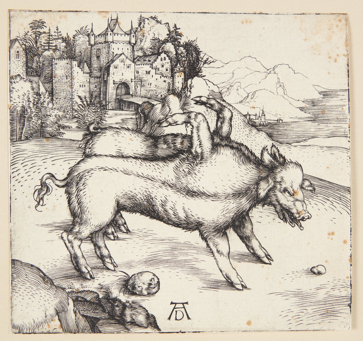 A porca monstruosa de Landser de Albrecht Dürer