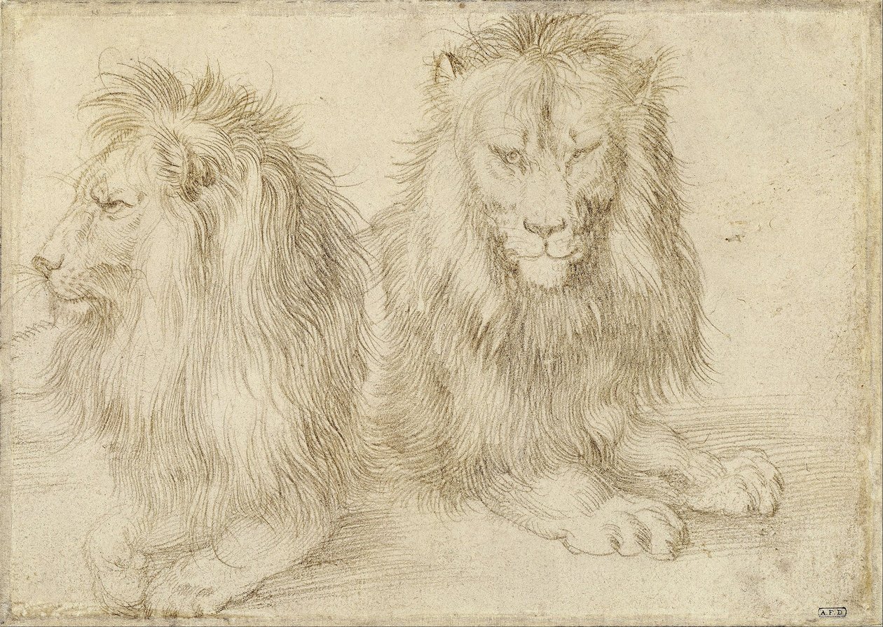 Dois leões sentados de Albrecht Dürer