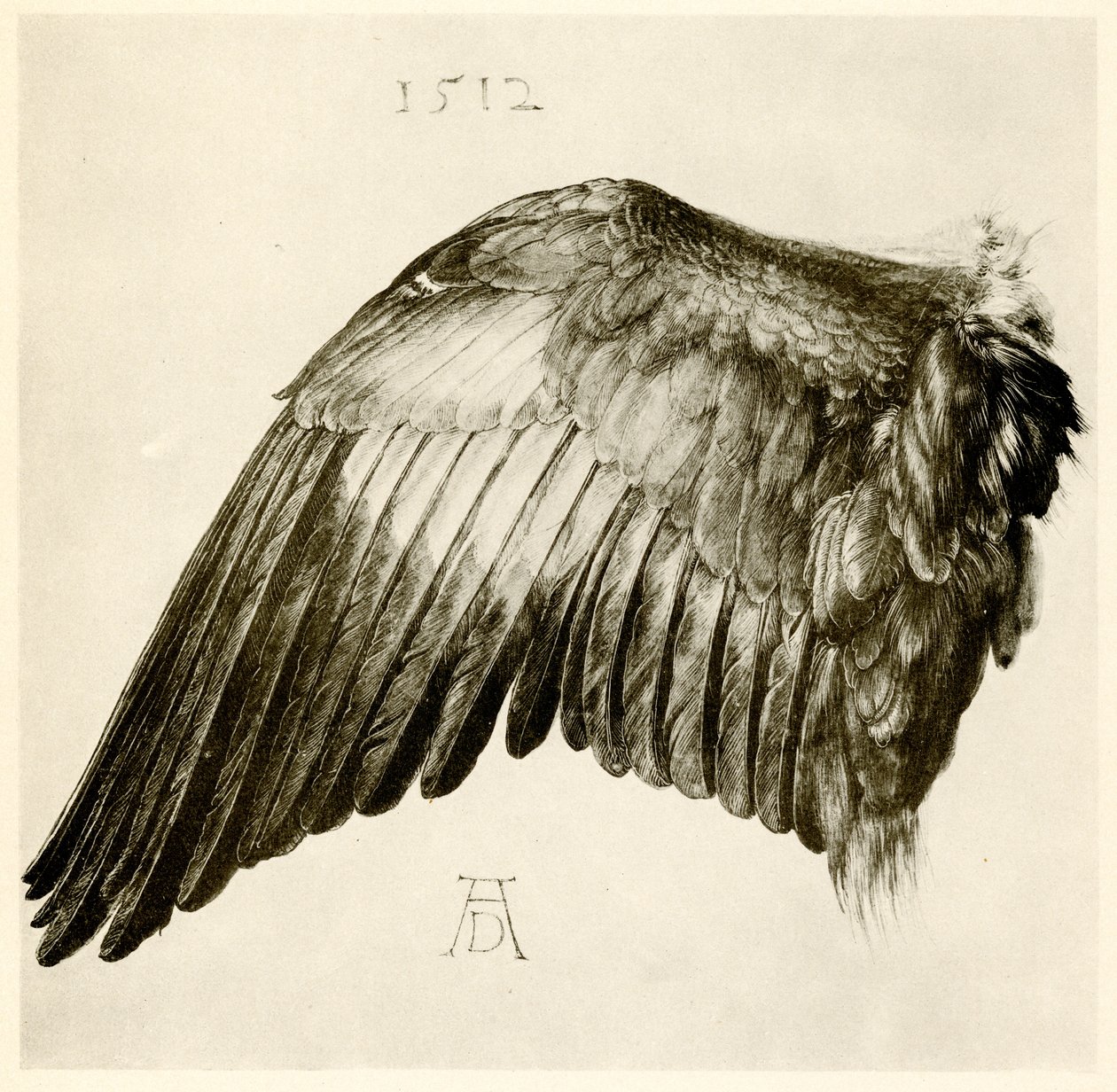 Asa de um rolo azul de Albrecht Dürer