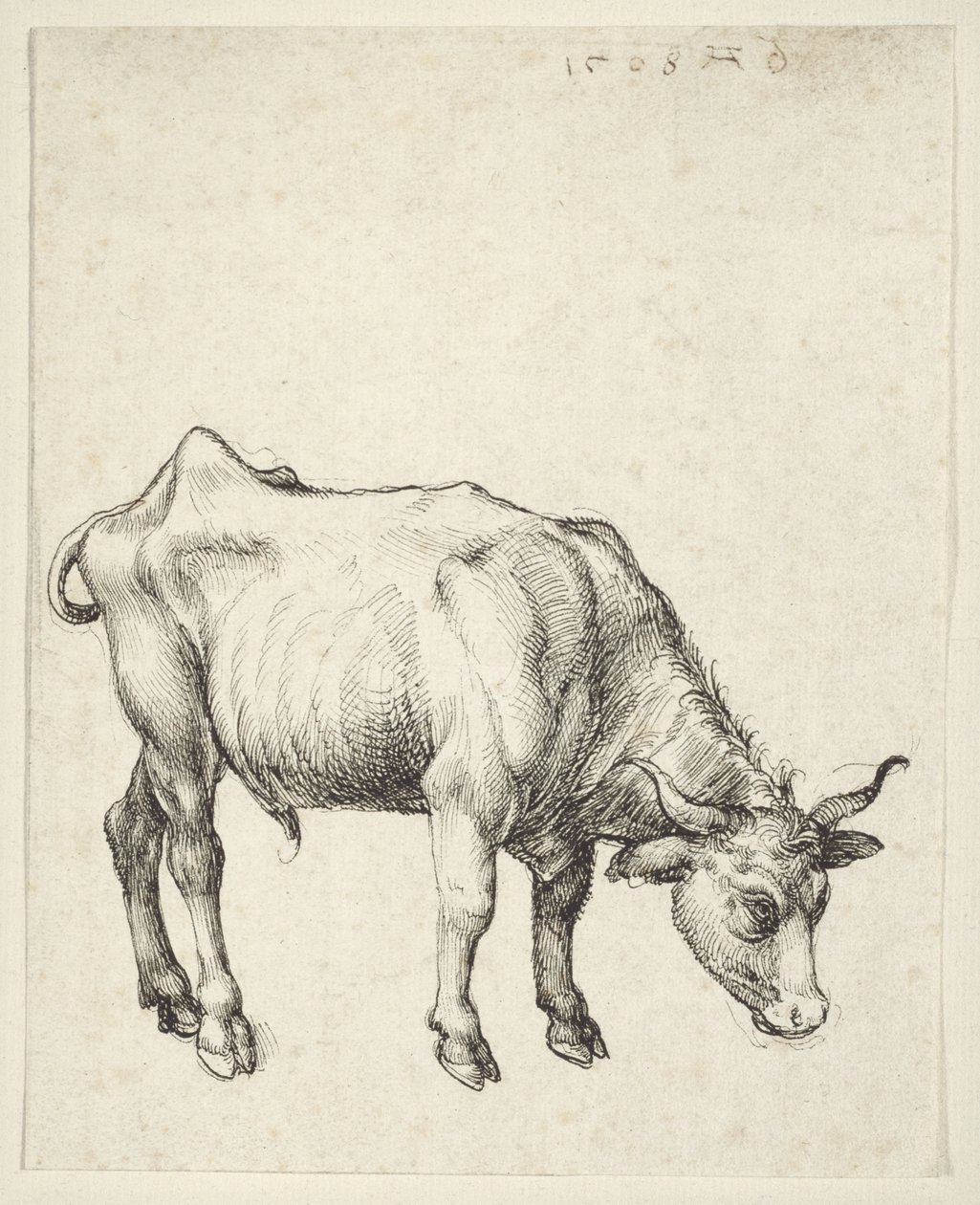 Touro Jovem de Albrecht Dürer