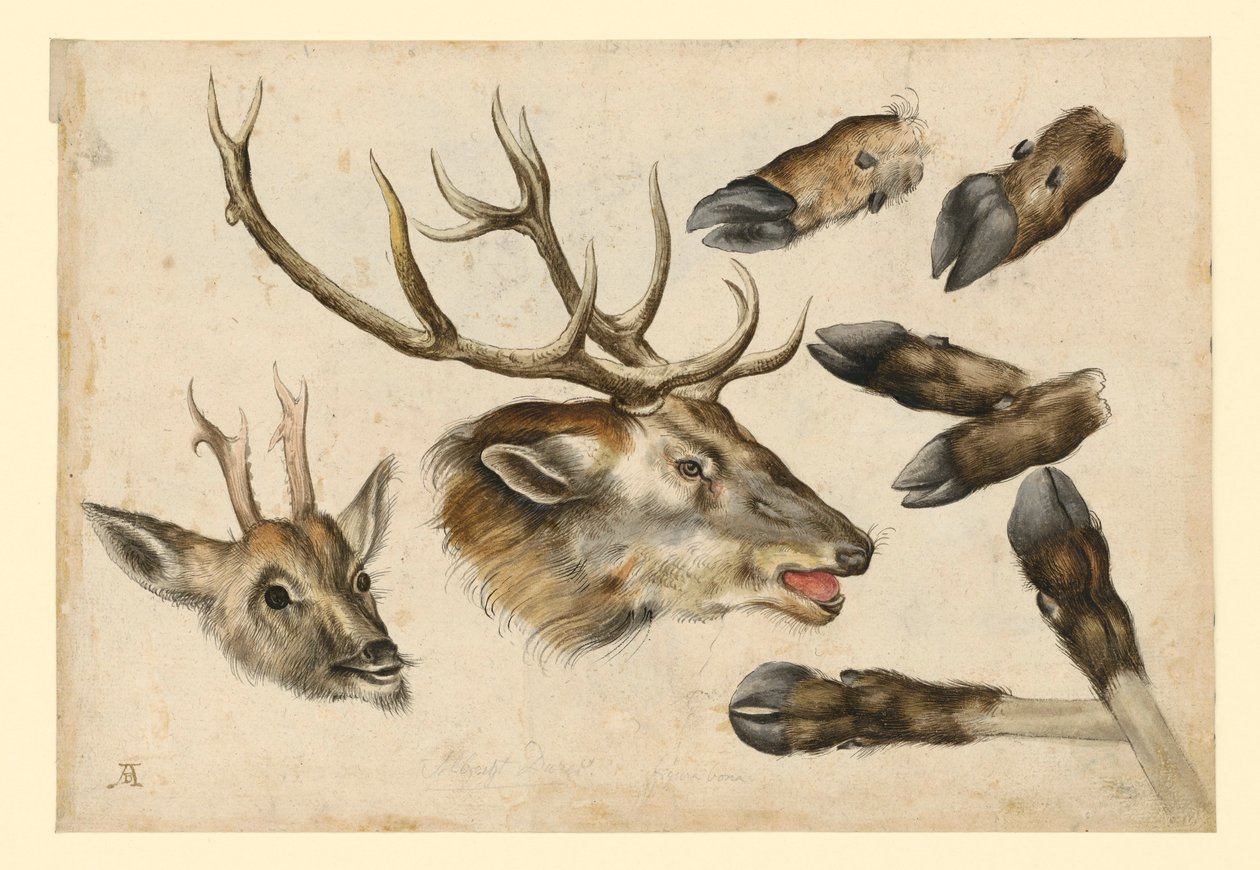 Duas cabeças de veado, viradas para a direita, e 6 canos de Albrecht Dürer