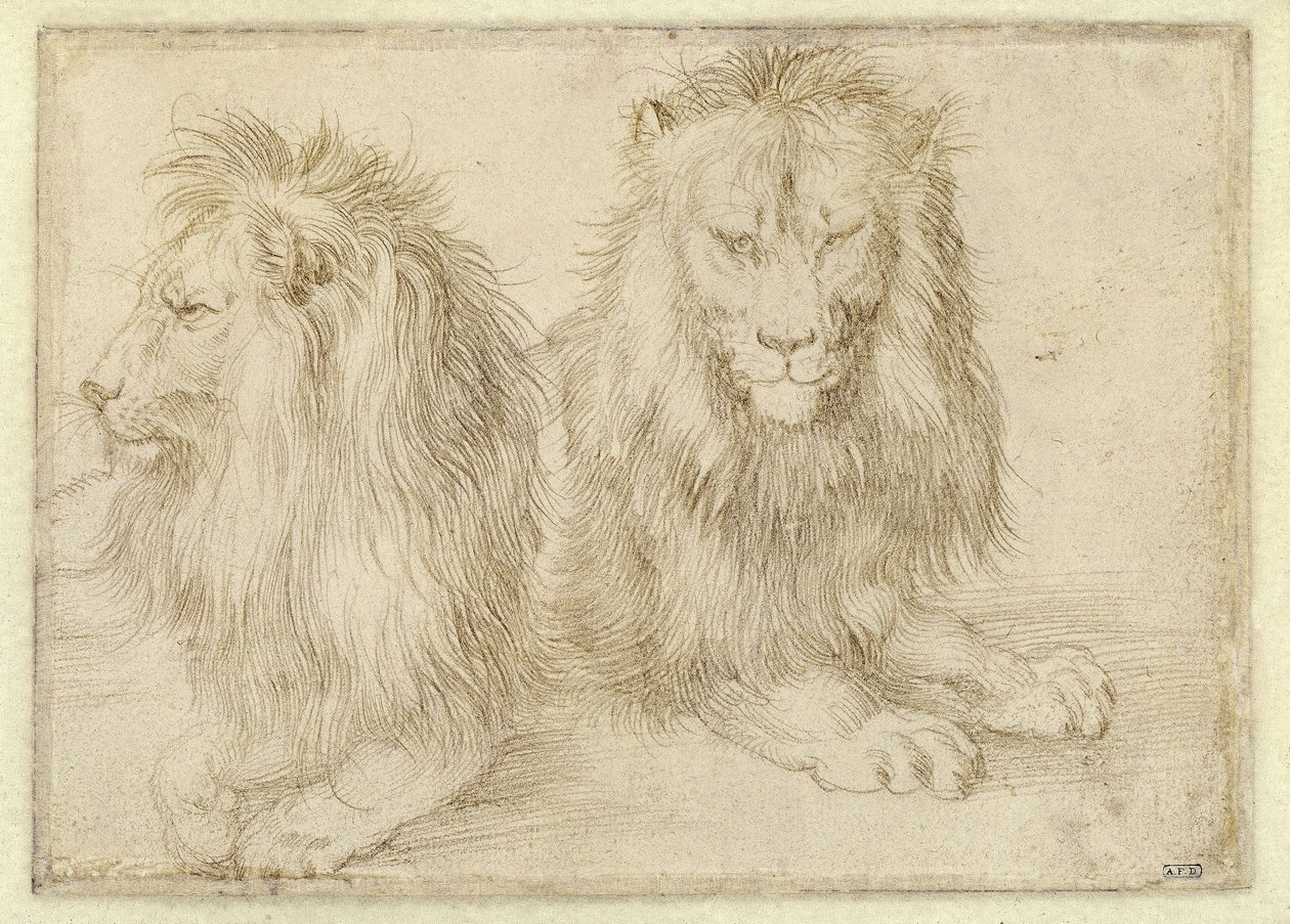 Dois leões deitados de Albrecht Dürer