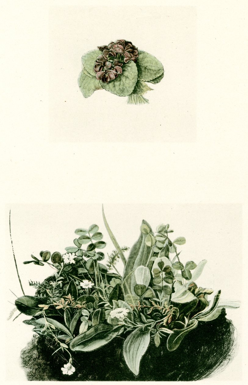 violetas de Albrecht Dürer