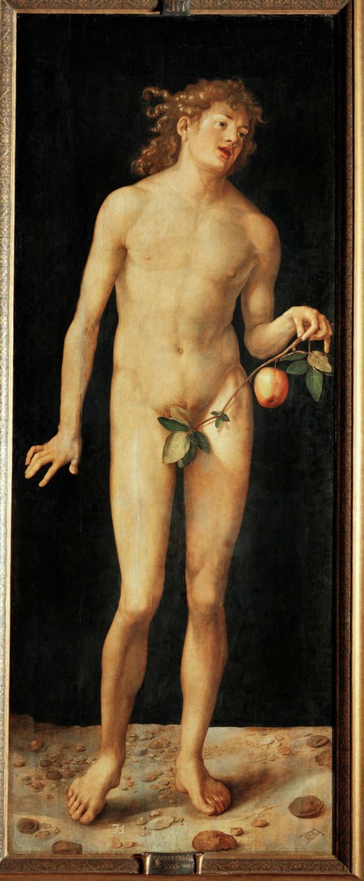 Adão de Albrecht Dürer or Duerer