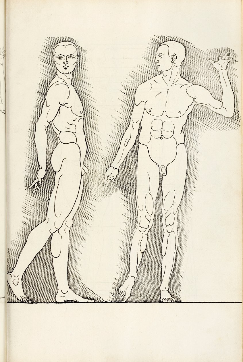 Xilogravura anatômica de Hierinn são quatro livros de proporções humanas, 1528 de Albrecht Dürer